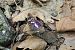 Lesser Purple Emperor - Joseba Otaegi