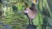Water Rail  - Kepa Aldama