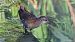 Water Rail  - Kepa Aldama