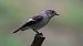 European Pied Flycatcher  - Kepa Aldama