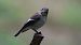 European Pied Flycatcher  - Kepa Aldama