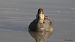 Gadwall (Mareca strepera) © Kepa Aldama