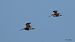 Common Snipe (Gallinago gallinago) © Kepa Aldama