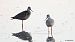 Spotted Redshank (Tringa erythropus) © Kepa Aldama