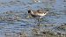 Wood Sandpiper (Tringa glareola) © Kepa Aldama