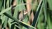 Sedge Warbler (Acrocephalus schoenobaenus) © Kepa Aldama