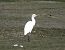 Koartzatxo itzaina (Ardea ibis) © Juana Oyanguren