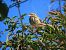 Pipit des arbres (Anthus trivialis) © Juana Oyanguren