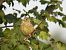Bruant zizi (Emberiza cirlus) © Juana Oyanguren