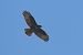 Busardo Ratonero (Buteo buteo) © Juana Oyanguren