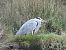 Koartza hauskara (Ardea cinerea) © Juana Oyanguren