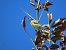 Mosquitero musical - Juana Oyanguren