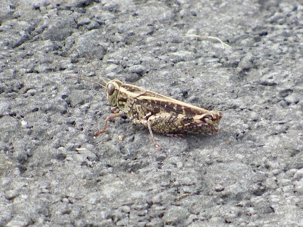 Calliptamus sp.  - Serafín Alarcón