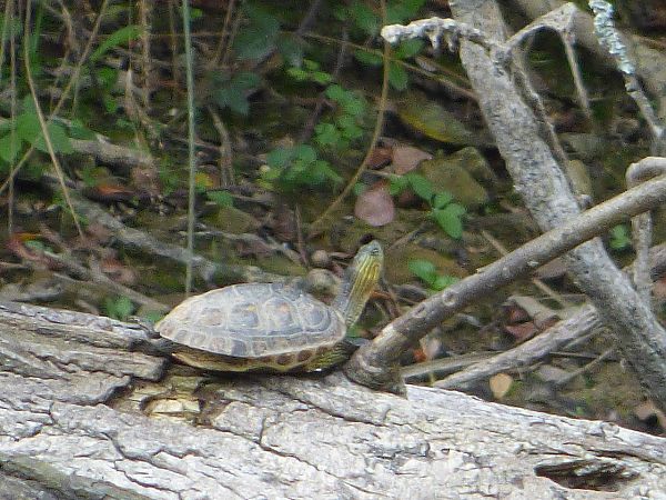 Mauremys sinensis  - Serafín Alarcón