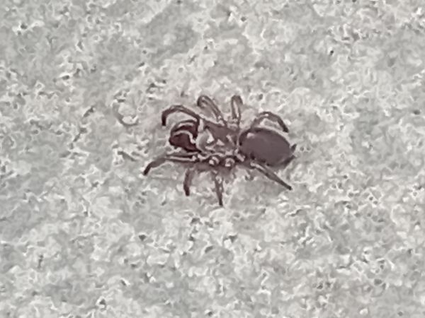 Atypus affinis  - Serafín Alarcón