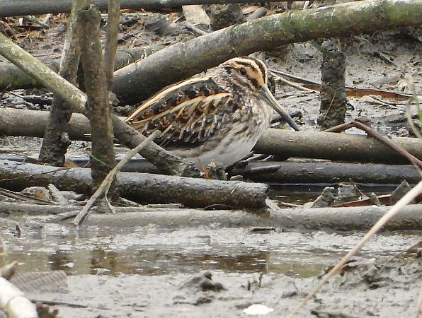 Istingor txikia  - Alfredo Valiente