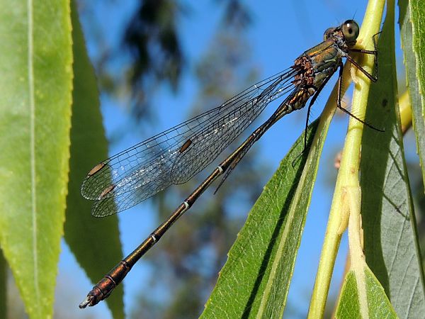 Chalcolestes viridis  - Juan Carlos Palacios