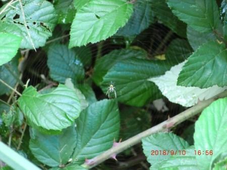 Mangora acalypha  - Jose Manuel Unanue