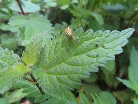 Mangora acalypha  - Jose Manuel Unanue