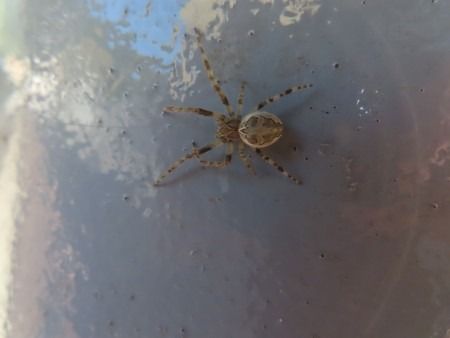 Larinioides sclopetarius  - Jose Manuel Unanue