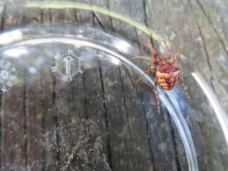 Gibbaranea bituberculata  - Jose Manuel Unanue