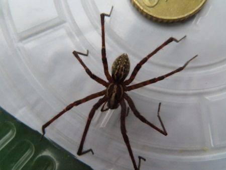 Tegenaria parietina  - Jose Manuel Unanue