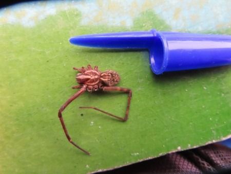 Tegenaria parietina  - Jose Manuel Unanue