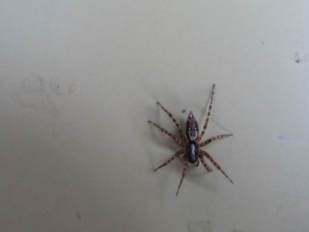 Textrix denticulata  - Jose Manuel Unanue