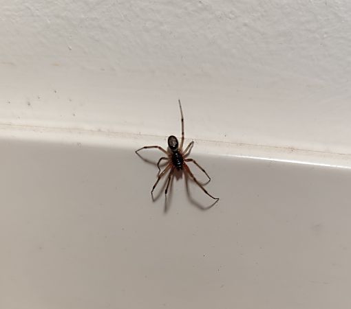 Steatoda nobilis  - Aitor Urrutia
