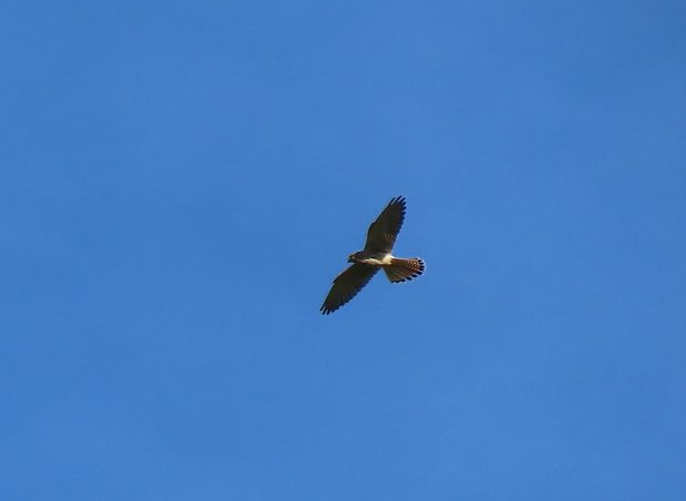 Common Kestrel  - Juana Oyanguren