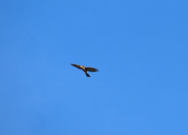 Gabirai arrunta  - Juana Oyanguren