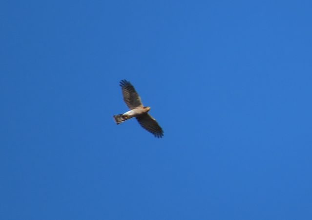 Eurasian Sparrowhawk  - Juana Oyanguren