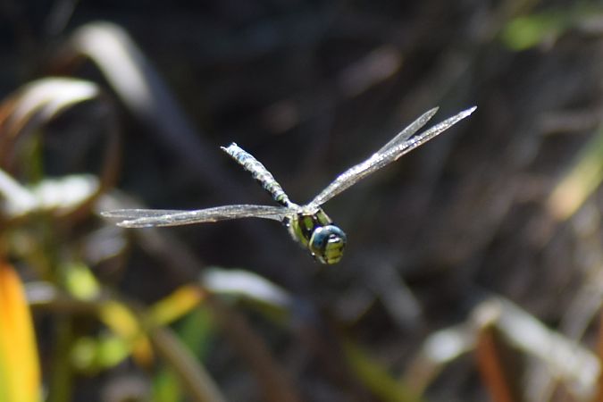 Aeshna cyanea  - Ansola Ibarzabal