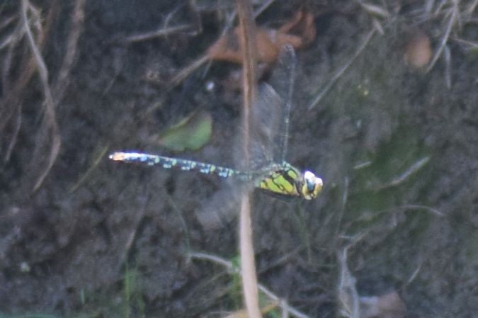 Aeshna cyanea  - Ansola Ibarzabal