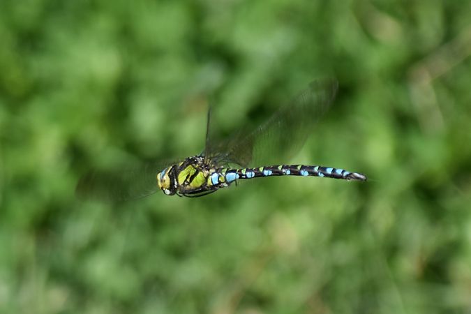 Aeshna cyanea  - Ansola Ibarzabal