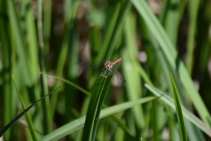 Sympetrum striolatum  - Ansola Ibarzabal