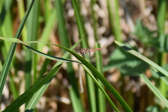 Sympetrum striolatum  - Ansola Ibarzabal