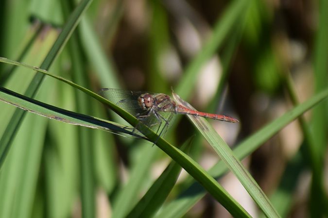 Sympetrum striolatum  - Ansola Ibarzabal