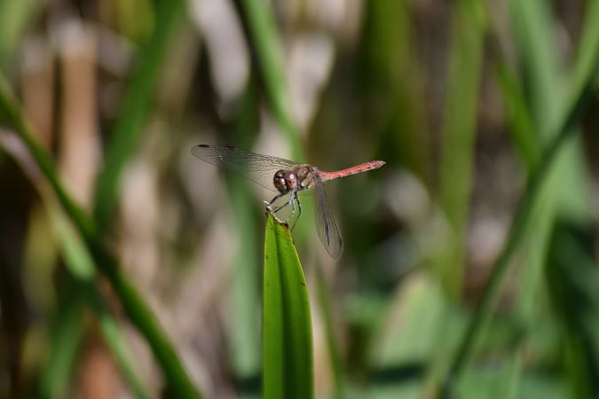 Sympetrum striolatum  - Ansola Ibarzabal