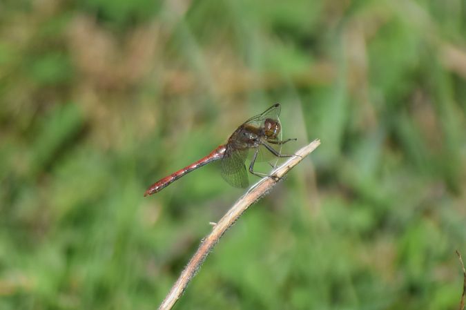 Sympetrum striolatum  - Ansola Ibarzabal