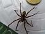 Tegenaria parietina  - Jose Manuel Unanue