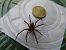 Tegenaria parietina © Jose Manuel Unanue