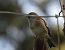 Kardantxiloa (Carduelis carduelis) © Juana Oyanguren