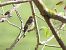 Euli-txori beltza (Ficedula hypoleuca) © Juana Oyanguren