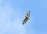 Zapelatz arrunta (Buteo buteo) © Juana Oyanguren
