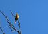Hesi-berdantza (Emberiza cirlus) © Juana Oyanguren