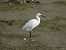 Koartzatxo txikia (Egretta garzetta) © Juana Oyanguren