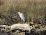 Koartza hauskara (Ardea cinerea) © Juana Oyanguren