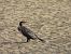 Ubarroi handia (Phalacrocorax carbo) © Juana Oyanguren