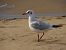Mouette rieuse (Chroicocephalus ridibundus) © Juana Oyanguren